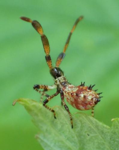 Réf. 185 288 : Coreus marginatus